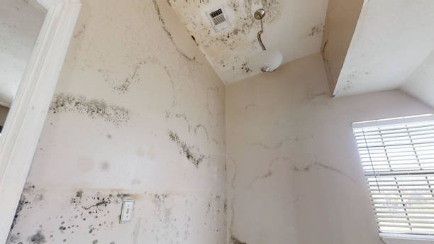 Best Emergency Mold Remediation  in Pearl, MS