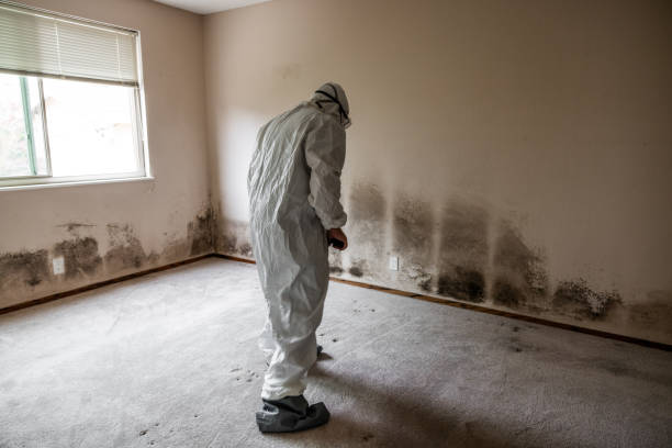 Best Industrial Mold Remediation  in Pearl, MS